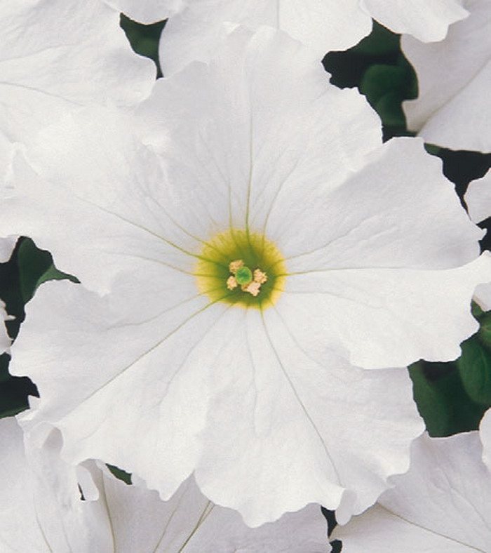 Петуния грандифлора ФестивалВайт